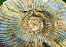 Load image into Gallery viewer, <em>Parkinsonia rarecostata</em> ammonite display fossil