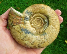 Load image into Gallery viewer, Matrix-free Leptosphinctes ammonite (115 mm)