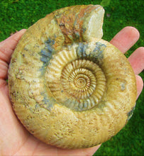 Load image into Gallery viewer, Matrix-free Leptosphinctes ammonite (115 mm)