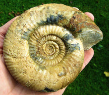 Load image into Gallery viewer, Matrix-free Leptosphinctes ammonite (115 mm)