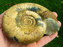 Load image into Gallery viewer, Matrix-free Leptosphinctes ammonite (115 mm)