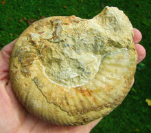 Load image into Gallery viewer, Matrix-free Leptosphinctes ammonite (115 mm)