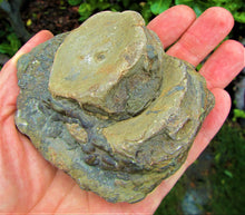 Load image into Gallery viewer, Large Jurassic ichthyosaur vertebrae from Lyme Regis