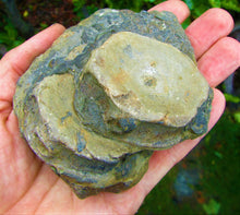 Load image into Gallery viewer, Large Jurassic ichthyosaur vertebrae from Lyme Regis