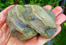 Load image into Gallery viewer, Large Jurassic ichthyosaur vertebrae from Lyme Regis