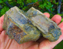 Load image into Gallery viewer, Large Jurassic ichthyosaur vertebrae from Lyme Regis