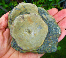 Load image into Gallery viewer, Large Jurassic ichthyosaur vertebrae from Lyme Regis