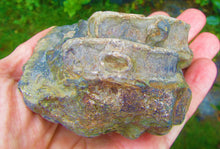 Load image into Gallery viewer, Large Jurassic ichthyosaur vertebrae from Lyme Regis