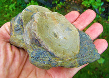 Load image into Gallery viewer, Large Jurassic ichthyosaur vertebrae from Lyme Regis