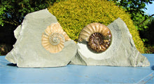 Load image into Gallery viewer, Perfect colourful "Popped" <em>Asteroceras obtusum</em> ammonite (76 mm)