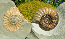 Load image into Gallery viewer, Perfect colourful "Popped" <em>Asteroceras obtusum</em> ammonite (76 mm)