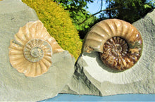 Load image into Gallery viewer, Perfect colourful "Popped" <em>Asteroceras obtusum</em> ammonite (76 mm)