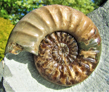 Load image into Gallery viewer, Perfect colourful "Popped" <em>Asteroceras obtusum</em> ammonite (76 mm)
