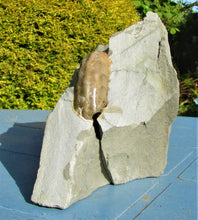 Load image into Gallery viewer, Perfect colourful "Popped" <em>Asteroceras obtusum</em> ammonite (76 mm)