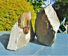 Load image into Gallery viewer, Perfect colourful "Popped" <em>Asteroceras obtusum</em> ammonite (76 mm)