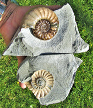 Load image into Gallery viewer, Perfect colourful "Popped" <em>Asteroceras obtusum</em> ammonite (76 mm)