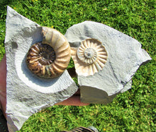 Load image into Gallery viewer, Perfect colourful "Popped" <em>Asteroceras obtusum</em> ammonite (76 mm)