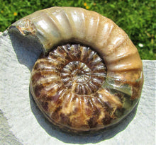 Load image into Gallery viewer, Perfect colourful "Popped" <em>Asteroceras obtusum</em> ammonite (76 mm)