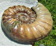 Load image into Gallery viewer, Perfect colourful "Popped" <em>Asteroceras obtusum</em> ammonite (76 mm)