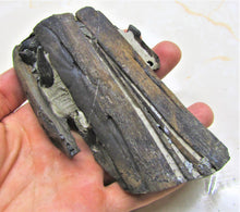 Load image into Gallery viewer, Stunning 3D Ichthyosaur jaws with teeth from Charmouth