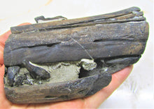 Load image into Gallery viewer, Stunning 3D Ichthyosaur jaws with teeth from Charmouth