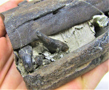 Load image into Gallery viewer, Stunning 3D Ichthyosaur jaws with teeth from Charmouth