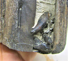 Load image into Gallery viewer, Stunning 3D Ichthyosaur jaws with teeth from Charmouth