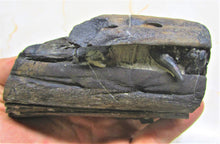 Load image into Gallery viewer, Stunning 3D Ichthyosaur jaws with teeth from Charmouth