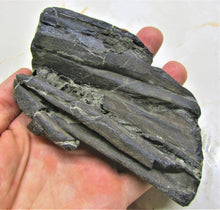 Load image into Gallery viewer, Stunning 3D Ichthyosaur jaws with teeth from Charmouth