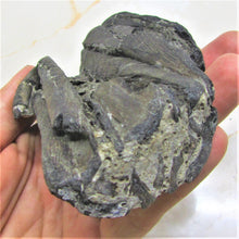 Load image into Gallery viewer, Stunning 3D Ichthyosaur jaws with teeth from Charmouth