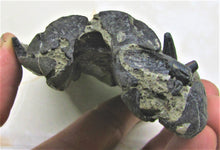 Load image into Gallery viewer, Stunning 3D Ichthyosaur jaws with teeth from Charmouth