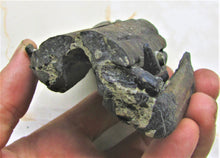 Load image into Gallery viewer, Stunning 3D Ichthyosaur jaws with teeth from Charmouth