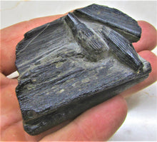 Load image into Gallery viewer, Ichthyosaur jaw with teeth from Lyme Regis