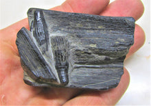 Load image into Gallery viewer, Ichthyosaur jaw with teeth from Lyme Regis