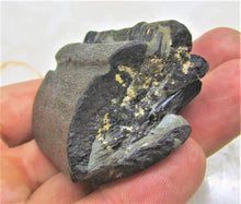 Load image into Gallery viewer, Ichthyosaur jaw with teeth from Lyme Regis