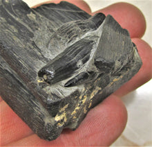 Load image into Gallery viewer, Ichthyosaur jaw with teeth from Lyme Regis