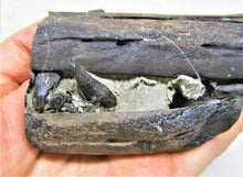 Load image into Gallery viewer, Stunning 3D Ichthyosaur jaws with teeth from Charmouth