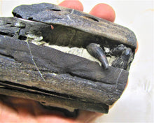 Load image into Gallery viewer, Stunning 3D Ichthyosaur jaws with teeth from Charmouth