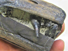 Load image into Gallery viewer, Stunning 3D Ichthyosaur jaws with teeth from Charmouth
