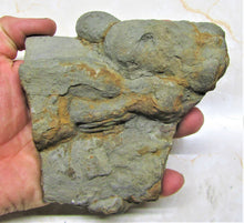 Load image into Gallery viewer, Large polished Ichthyosaur jaw section