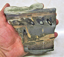 Load image into Gallery viewer, Large polished Ichthyosaur jaw section