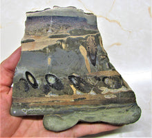 Load image into Gallery viewer, Large polished Ichthyosaur jaw section