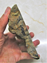 Load image into Gallery viewer, Large polished Ichthyosaur jaw section