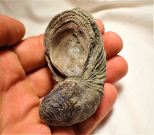Load image into Gallery viewer, Large Gryphaea "Devil's toenail" bivalve fossil