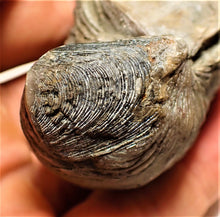 Load image into Gallery viewer, Large Gryphaea "Devil's toenail" bivalve fossil