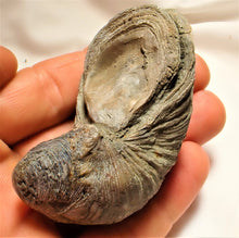 Load image into Gallery viewer, Large Gryphaea "Devil's toenail" bivalve fossil