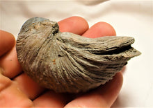Load image into Gallery viewer, Large Gryphaea "Devil's toenail" bivalve fossil