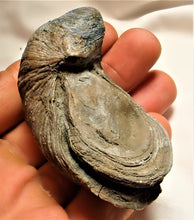Load image into Gallery viewer, Large Gryphaea "Devil's toenail" bivalve fossil