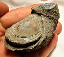 Load image into Gallery viewer, Large Gryphaea "Devil's toenail" bivalve fossil