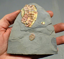 Load image into Gallery viewer, Fiery iridescent Caloceras display ammonite